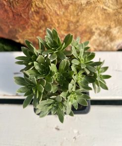 Aeonium x barbatum