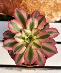 Aeonium pink witch
