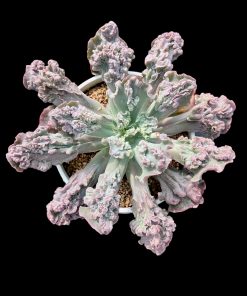 Echeveria Turbulent
