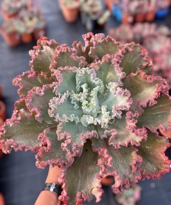 Echeveria Chantilly