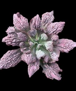 Echeveria Concord
