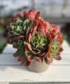 Echeveria Luella