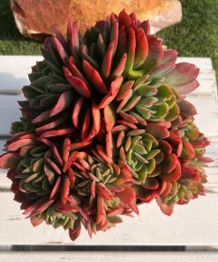 Echeveria Luella crestada