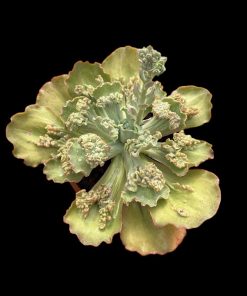 Echeveria Queen dinny