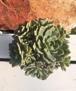 Aeonium CASTELLO-PAIVAE