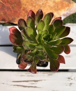 Aeonium Vera