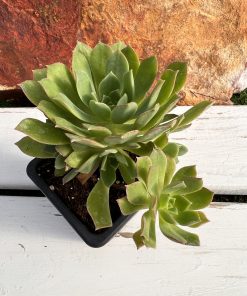 Aeonium x castellodecorum