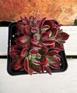 Echeveria pulvinata devotion