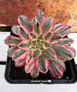 Aeonium Arboreum var. rubrolineatum variegated