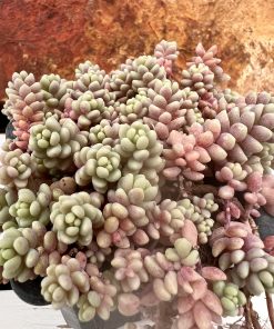 Sedum Dasyphyllum 'Major'