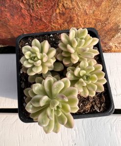 Sedum Joyce tulloch variegata