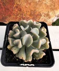 Echeveria Runyonii 'Topsy Turvi'