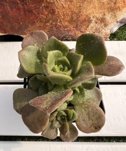 Aeonium Lily pad x nobile