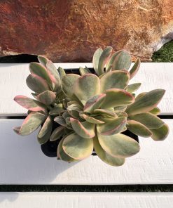 Crassula money maker variegated