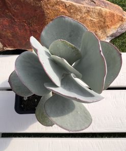 Cotyledon Orbiculata Silver Storm