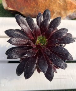 Aeonium Black magic