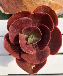 Echeveria medallion