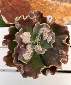 Echeveria Devil heartland