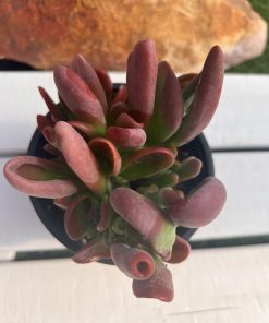 Kalanchoe luciae 'Oricula'