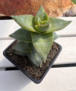 Crassula Perforata, Penhoek pass