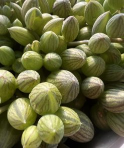 Senecio Herreianus ‘String of watermelons’ 🍉😋