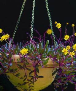 Senecio Othonna capensis
