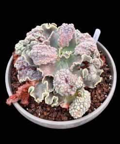 Echeveria Blizzard