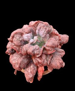 Echeveria peony