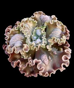 Echeveria Crescent moon