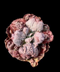Echeveria Zihe