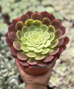 Aeonium Fiesta