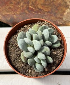 Crassula Tecta