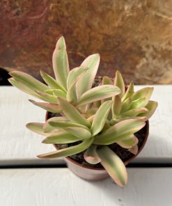Crassula campfire variegated