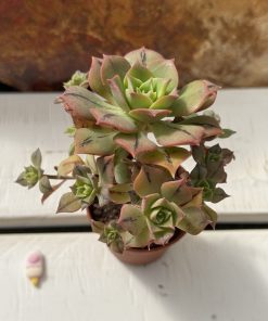 Aeonium Mary Anne Kunkel