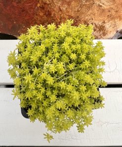 sedum japonicum 'tokyo sun'