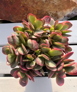 Crassula Platyphylla variegado