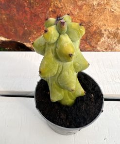 Myrtillocactus geoemtrizans fukurokuriuzimboku