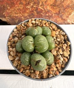 Conophytum minutum