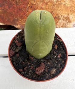 Cactus Trichocereus Bridgesii Monstruoso