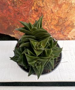 Haworthia Tortuosa