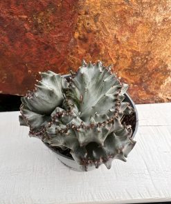 Euphorbia Lactea cristata White ghost