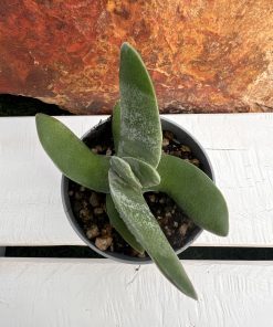 Crassula Falcata