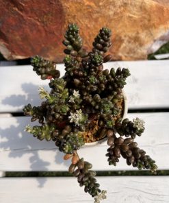 Sedum furfuraceum