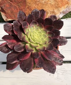 Aeonium Halloween variegated