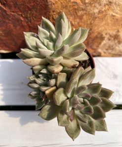 Graptoveria Melody