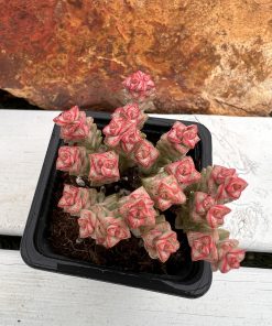 Crassula rupestris ssp. commutata – Tom Thumb variegated