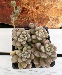 Graptopetalum Mendozae