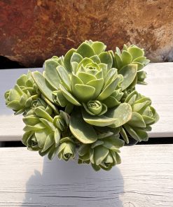 Aeonium DODRENTALIS