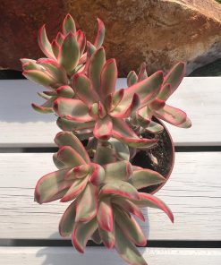 Crassula rubricaulis 'Candy Cane'