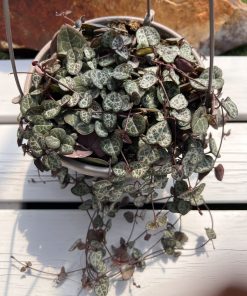 Ceropegia Woodii